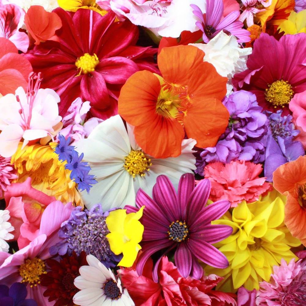 Meet your Posher, Sonia